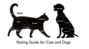 Patting Guide For Dogs And Cats Cute Animal Pictures Dog Cat Pets