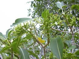 Image result for Rauvolfia nana