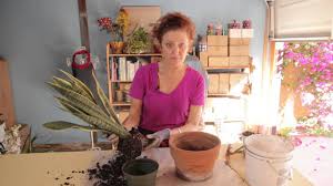 Can i use my leftover cactus soil in my window box with flowers? Repotting A Snake Plant Gardening With Flowers Succulents Youtube