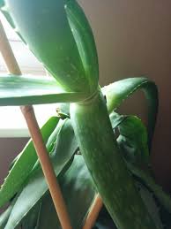 An inner clear gel that contains 99% water and rest is made of glucomannans, amino acids, lipids, sterols and vitamins. Desperate Lady Aloe Vera With Sad Droopy Leaves Helpfulgardener Com