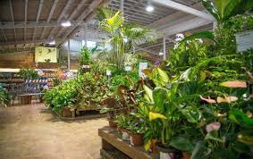 Image Result For Armstrong Garden Centers Image Result For Armstrong Garden Centers Image Result For Armstrong Garden Ce California Plants Fruit Trees Plants