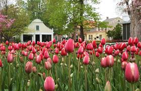 Pella offers a great mix of dutch culture and history which is celebrated during tulip time, our annual festival held the first thursday, friday, and saturday in may. Pella Tulip Time A Grand Commemoration Of Dutch Heritage Iowa Source