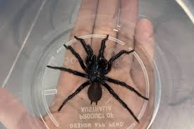 See more of the funnelweb hunters. Biggest Funnel Web We Ve Ever Seen Handed In To Australian Reptile Park Abc News