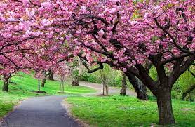 Cherry Tree 4k Ultra Hd Wallpaper 4k Wallpaper Net Spring Pictures Scenery Pictures Spring Flowering Trees