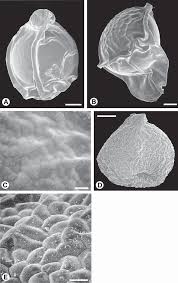 Image result for Zygotritonia nyassana