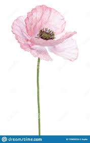 Pin On Flowers