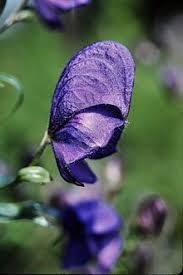 Pin On Flowers Beautiful