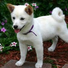 Maybe you would like to learn more about one of these? 8 Ras Anjing Asal Jepang Yang Lucu Dan Menggemaskan Halaman All Kompas Com