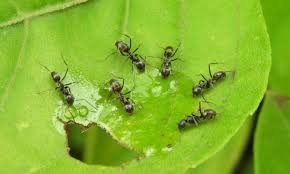 Elles dévorent de nombreuses larves, vers et autres nuisibles présents dans le sol. Fourmis Que Faire En Cas De Colonisation Dans Le Jardin Ou La Maison