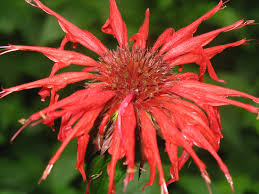 A wide variety of yellow bee wax options are available to you, such as certification, packaging, and product type. Monarda Didyma Beebalm Bee Balm Bee Balm Bergamont Bergamot Crimson Bee Balm Horsemint Oswego Tea Scarlet Bee Balm North Carolina Extension Gardener Plant Toolbox