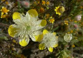 Image result for Platysepalum