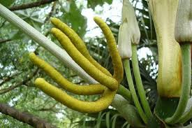 Image result for Cecropia pachystachya