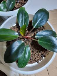 We can print customized trademarks on packaging cardboard boxes. Dwarf Red Congo Philodendron Buy Sell Online Plant Seeds And Bulbs With Cheap Price Lazada Ph