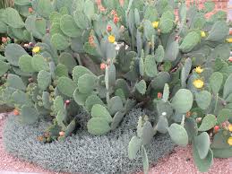 Grown mostly as a fruit crop, the plant is valued for its large, sweet fruits called figs or tunas. Opuntia Species Prickly Pear Cactus Opuntia Species Opuntia Species Prickly Pear Cactus Cactus Succulents