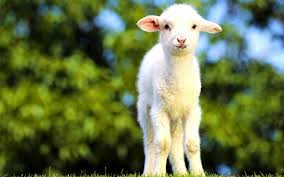 Cute Animal Wallpapers For Desktop Cute White Baby Goats 1024x640 Wallpaper Teahub Io Goat wallpapers, backgrounds, images— best goat desktop wallpaper sort wallpapers by: cute animal wallpapers for desktop
