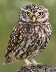 Westend Tattoo Westendtattooandpiercing Tattooinspiration Tattooidea Owltattooidea Owltattooinspiration Inspiredbynatu Owl Species Wild Owl Owl Pictures