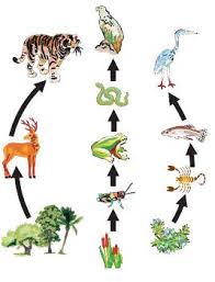 Food chains begin from the producers in an ecosystem, such as plants, to the organism feeding on the plants and all the way to the apex predators that do not have. Food Chain Vs Food Web Difference