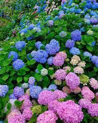 Japan Travel Tourist Attraction Sightseeing Spots Superb Views Flower Hydrangea Beautiful Gardens Hydrangea Garden Beautiful Hydrangeas