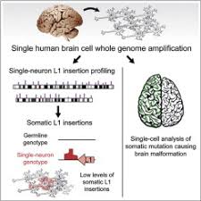 In 2021, l1 plans to bring two new. Single Neuron Sequencing Analysis Of L1 Retrotransposition And Somatic Mutation In The Human Brain Cell