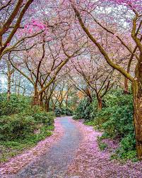 Insgesamt drückt der japaner in seinem garten eine starke naturverbundenheit aus. Path In The Japanese Garden In Spring Hamburg Germany By Martin Weg Im Japanischen Garten Im Fruhling Japanese Garden Magical Places Country Roads
