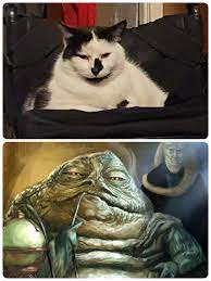 I See Your Jabba The Hutt Dog And Raise You A Jabba The Hutt Cat :  AnimalsBeingDerps