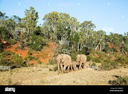 Image result for Dovyalis zeyheri