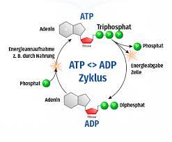 Atp has all your automatic transmission needs. Atp Adenosintriphosphat Mbst