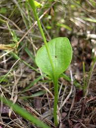 Image result for Ophioglossum reticulatum
