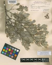 Image result for Crossopetalum
