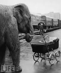 Baby Black And White Elephant Pictures Nanny Elephant Elephant Circus Elephant Vintage Circus