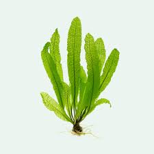 Image result for Aponogeton stuhlmannii