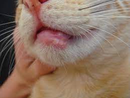 La diagnosi precoce dovrebbe essere fatta dal medico di base, che troppo spesso sottovaluta i sintomi e non indirizza il paziente verso lo specialista. Granuloma Eosinofilico Nel Gatto Alessandro Prota Veterinario