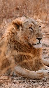 Lion Safari India: 10 Wildlife Parks to ...
