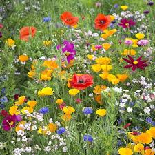West Wildflower Seed Mix In 2020 Wild Flower Meadow Wildflower Garden Wildflower Seeds