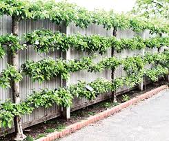 Most fruit trees espalier well — apples and pears are the most popular choices, with peaches, quince, and pomegranates also being good candidates. Espaliered Fig Trees The Francis House Citrus Tree Garden Fruit Trees Backyard Espalier Fruit Trees