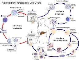 The sexual phase is called sporogony and results in the development of innumerable infecting forms of the parasite within. Plasmodium Life Cycle An Example Of A Protist That Causes A Major Human Disease Plasmodium Malaria Life Cycle Malaria Parasite