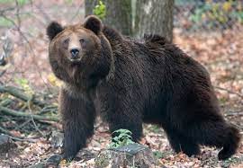 Chicago bears news, scores and highlights from the chicago tribune. 10 Facts About Brown Bears Help For Bears Topics Campaigns Topics Four Paws International