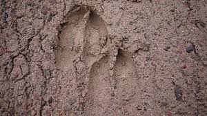 Moose Tracks In Mud Mud Moose Track