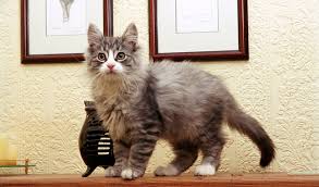This natural breed is adapted to a very cold climate, with a top coat of. Norwegian Forest Cat Breed Information