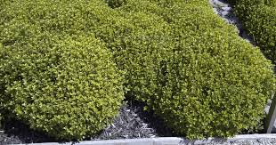 Image result for Pittosporum tenuifolium