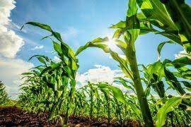 Image result for Ceratophyllum muricatum