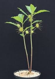 Image result for Dorstenia cuspidata