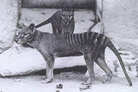 Pin On Thylacine Tasmanian Tiger