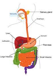 Cbse Ncert Notes Class 7 Biology Nutrition In Animals