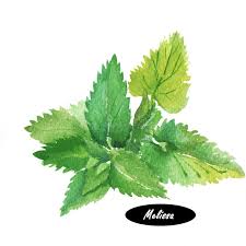 Image result for Melissa officinalis