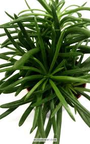 Image result for Senecio barbertonicus