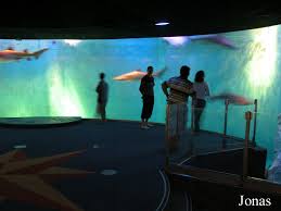 Les Zoos Dans Le Monde Grand Aquarium De Saint Malo Saint malo plongée émeraude vous propose de la plongée sous marine encadrée ou libre, individuelle ou en groupe, pour adultes ou enfants. grand aquarium de saint malo