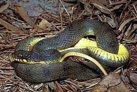 Pin On Oklahoma Snakes