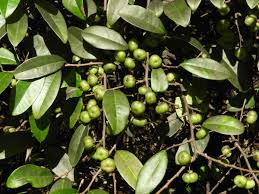 Image result for Margaritaria