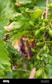 Image result for Colomerus vitis